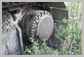 Cat<br>336DL Fan (drive)<br>