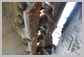 Hitachi<br>ZX470LC-5B Chaines [PADS]<br>