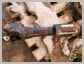 John Deere<br>644J Driving shaft<br>(centre)<br>