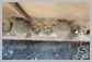 Link-Belt<br>235X3DZ Track chains<br>